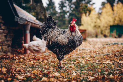 狗肉禁食之辯 傳統、情感與食品安全之間的權衡