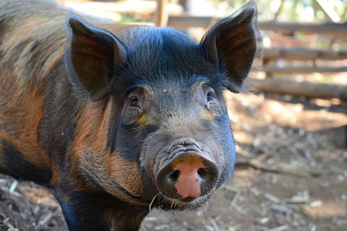 家禽家畜土豬高清攝影圖集與下載指南