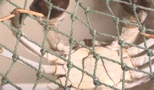 江蘇年貨市場 河鮮與家禽家畜銷售火爆