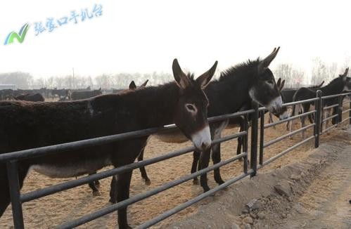 荊門市畜牧師資格證報名指南 家禽家畜專業報考流程與地址詳解