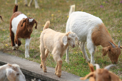 羊群的水邊牧歌 生態與經濟雙贏的自然畫卷