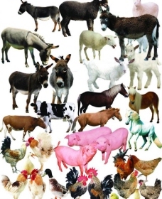 家畜與家禽 人類文明中的忠實伙伴