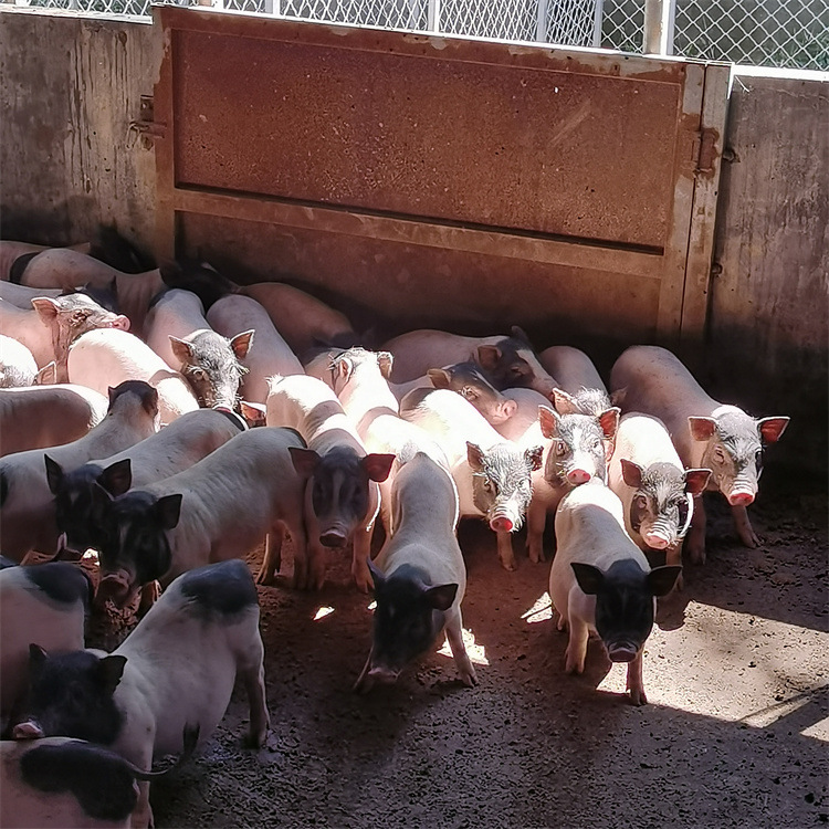 豬的影像記錄 從家禽家畜到生物世界的攝影藝術